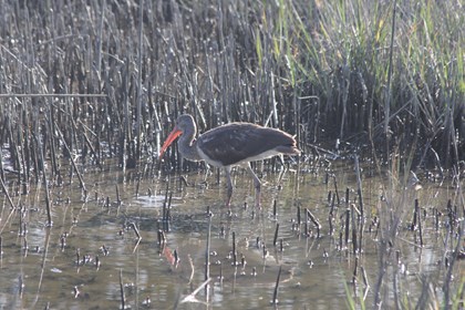 A grey bird with a long beak walks through marsh water. 