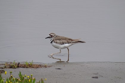 A photo of a small light brown shorebird with a black band around its neck walking in shallow water.