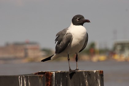 A bird with a white body and dark wings and head stands on a wall. 