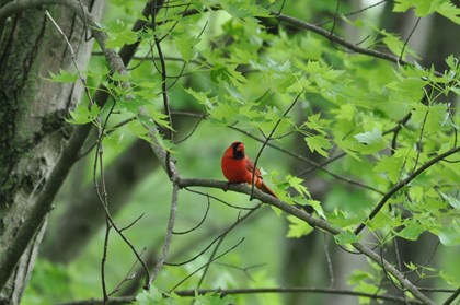 A small red bird with a black face sitting on a branch.