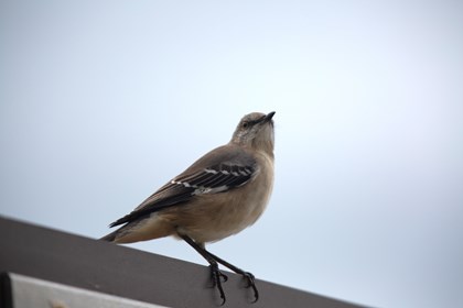 A grey winged, tan bird sitting on the top of a sign. 
