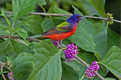 Painted bunting, a brightly colored bird sits on a beauty berry bush.