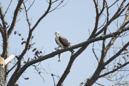 A white bodied bird with brown wings sits in a tree holding a dead fish in its claws.