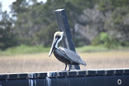 A brown pelican stands on a pier. 