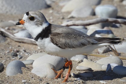 Single piping plover with dark gray back and white belly on a beach.