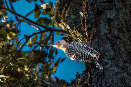 A woodpecker attached to tree bark. 