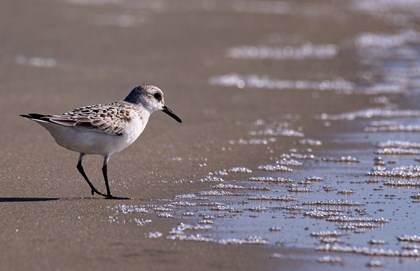 Sanderling at the edge of the shoreline.