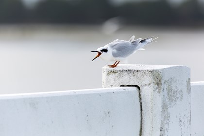 A small white, black and grey bird calls from a white railing. 