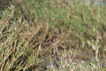 A small brown sparrow sits in grass. 