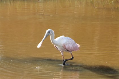 A pink spoonbilled bird wades in water. 