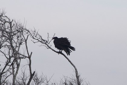 A vulture stands on a bare tree branch. 
