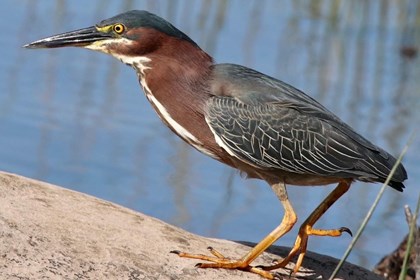 A short stocky bird with a sharp beak stands next to water.