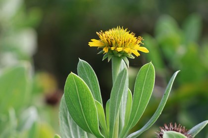 Close up on a small yellow flower. 