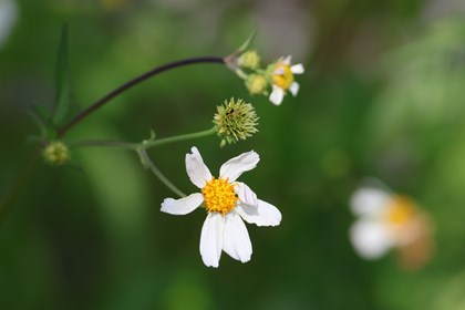A white flower with a large yellow pistil in the center. 