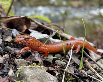 A Blue Ridge spring salamander. This salamander is orange in color with small flecks of black throughout.