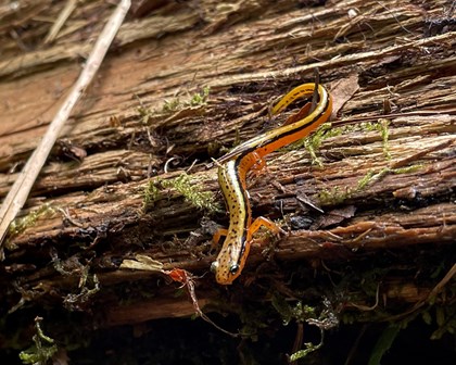 A Blue Ridge two-lined salamander on a log. This salamander is yellow-brown and has two black lines down its body, between those lines are dots.