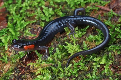 Jordan's Salamander sitting on moss. This salamander is black throughout with a slightly paler belly. It also has red on its cheeks.
