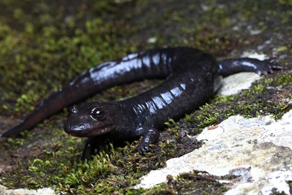 A Cherokee black-bellied salamander on a mossy rock. This salamander is dark in color.