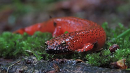 A black-chinned red salamander on a mossy rock. The salamander is mostly red-orange with small black dots throughout and a black chin.