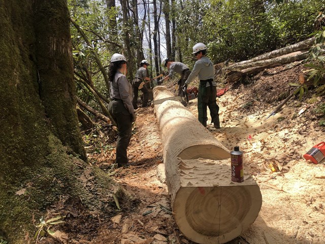 Four people using chainsaws to cut a log on a trail.