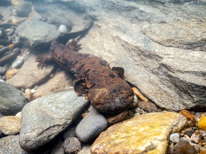 An eastern hellbender sitting at the bottom of a rocky stream. This salamander is dark brown and large.