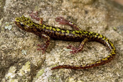 A green salamander on a rock. This salamander has a brown and green marbled look.