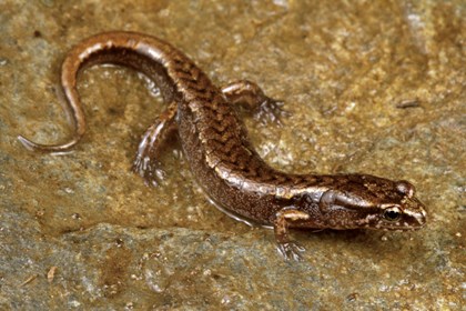 A pigmy salamander on a rock. This salamander has a gradient brown look with its tail lighter than its head.