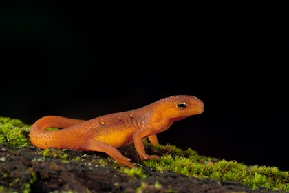 A red-spotted newt on a mossy log with a black backdrop. This salamander is a red-orange color with a few small black circles on its body.