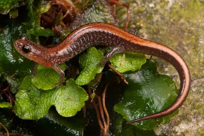 A southern redback salamander on a leaf and rock. The salamander is a brown color with an orange-red stripe down its back.