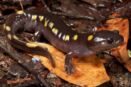 A spotted salamander on the forest floor. This salamander is mostly dark brown with a paler belly and has large yellow spots