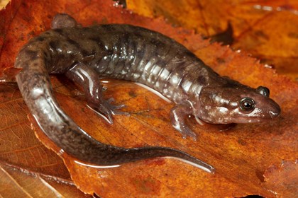 A seal salamander on a orange leaf. The salamander is a grey-brown color.