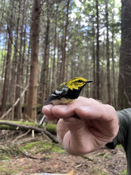 A biologist holds a bird by its legs so it is resting on their hand in a forest.