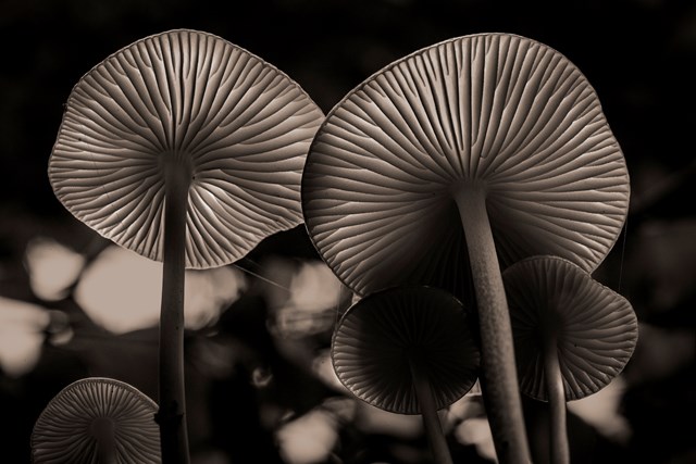 Beige and black underside of mushroom caps
