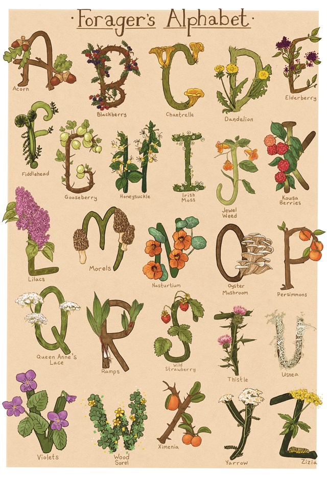 Text 'The foragers alphabet,' 26 drawings of letters, each letter is a different type of plant.