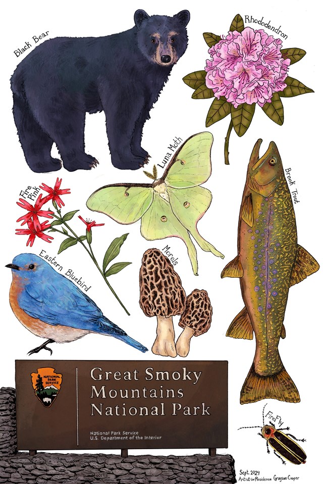 Multiple drawings of a bear, a pink flower, a red flower, a moth, a trout, a mushroom, a bluebird, a firefly, and the welcome sign for GRSM