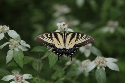 An eastern swallowtail butterfly with yellow wings with black tiger-like stripes on a white flower.