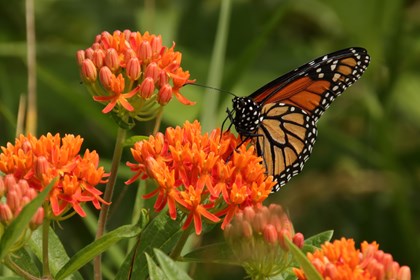 A monarch butterfly with orange and black wings and white dots on a bright orange flower.