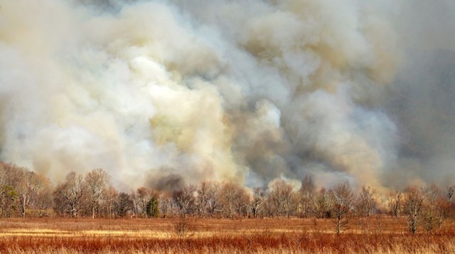 A large smoke cloud in Cades Cove over leafless trees and grasses