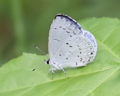 A spring azure butterfly with pale purple-blue wings on a leaf.