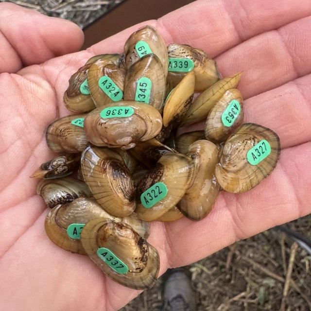 Cluster of wet tan-brown mussels marked with numbered green identification stickers.