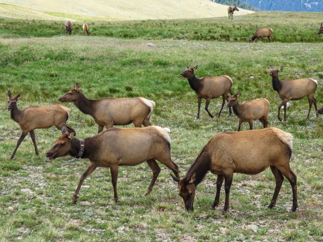 Elk on tundra