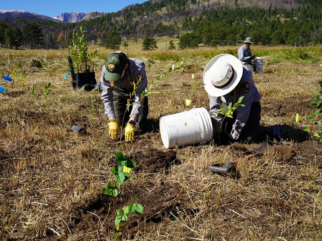Willow Planting