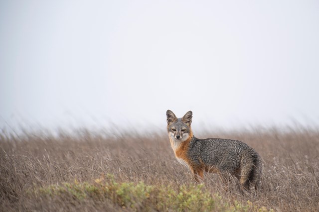 Small fox with a gray, red, and white coat in a grassy landscape looking towards the camera on a gray day.