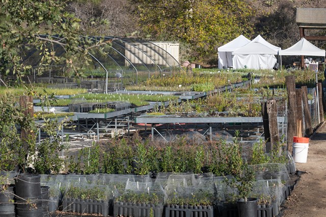 Wide image of rows and rows of small plants in containers and on tables, some with labels and protective netting around them.