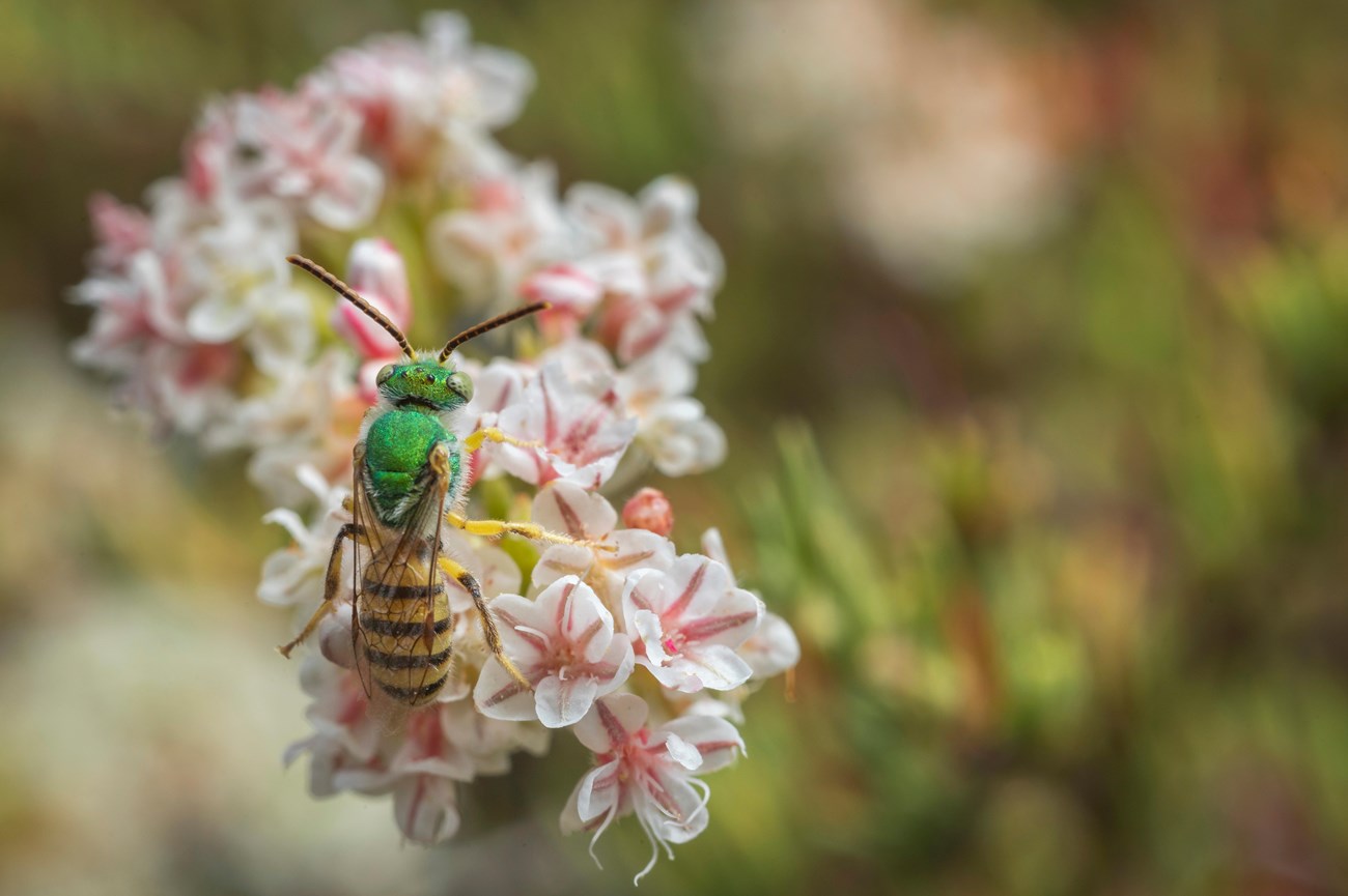 Close-up of a bee, irridescent green on its head and midsection and yellow and black on its legs and abdomen, visiting a flowerhead made up of tiny, white and pink florets.