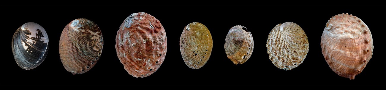 Series of seven abalone shells set side by side against a black background. They showcase a variety of sizes, colors, and textures