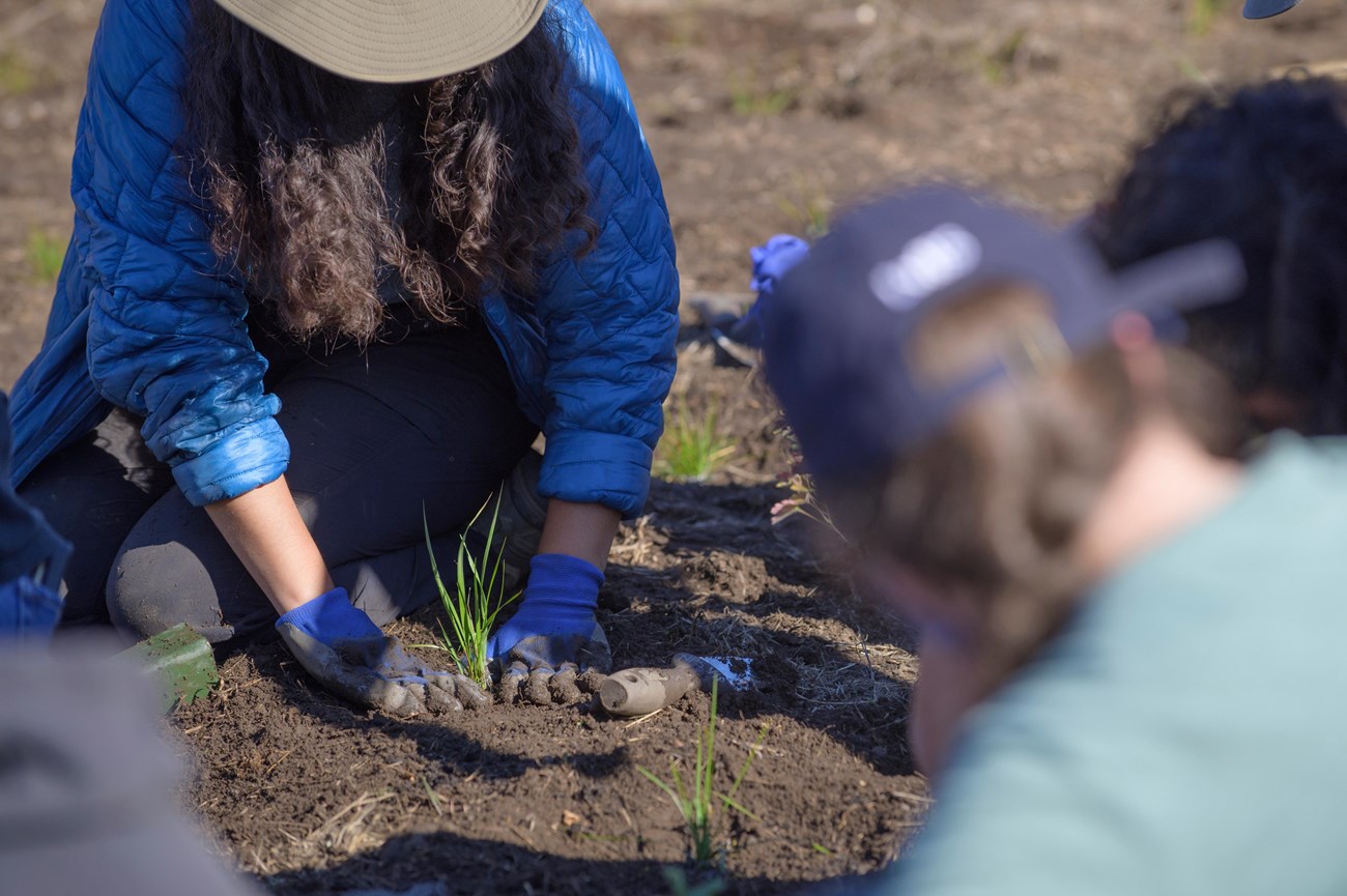 Young person in a bright blue windbreaker and a wide brimmed hat pats down the earth with gloved hands around the base of a small, freshly planted seedling. The scene is framed by others in the foreground who are out of focus.