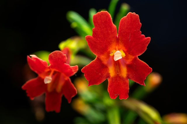 Pair of brilliant red flowers, one in perfect focus at the end of an out-of-focus stalk with narrow green leaves, photographed against a black background.