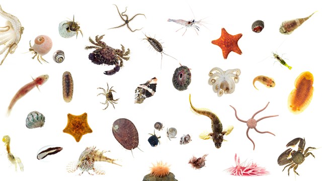 Rectangular collage of small crabs, shrimp, snails, fish, sea stars, nudibranchs, octopi, chitons, and more, each photographed against a white background. Each creature's form, color, and individuality shine through.