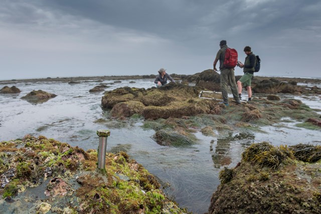 A giant metal bolt embedded in a large, algae- and barnacle-covered rock is in focus in the foreground. Behind it, three scientists collect data on another intertidal plot using a camera, clipboard, and PVC piping. The algae-covered rock they're on is surrounded by calm tidepools and surfgrass.
